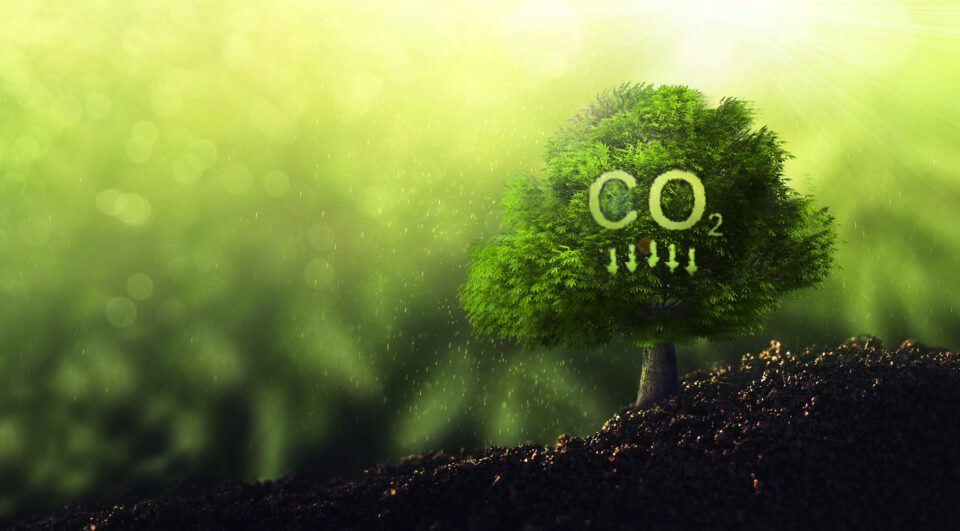 Image of green tree with a symbol showing reduced CO2 emissions and scope 1 emissions