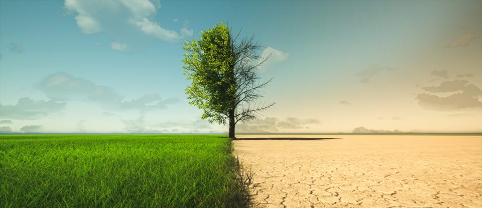 a field portraying climate change with the left side being a green and lush grassy land with a full tree and the right side being a dessert land with a dead tree